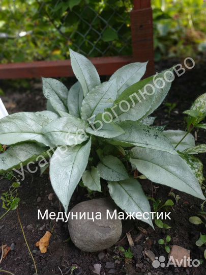 Лилейники сортовые, медуница