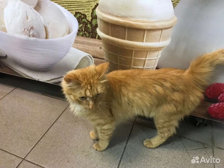 Сомалийская