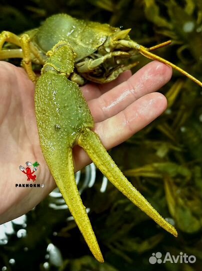 Раки для вкусного ужина от 3 кг