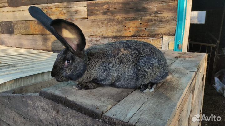 Кролики ризен