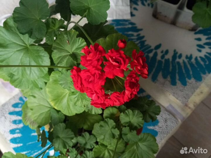 Пеларгония герань. Укорененные черенки