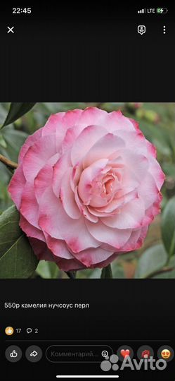 Продаю саженцы камелии