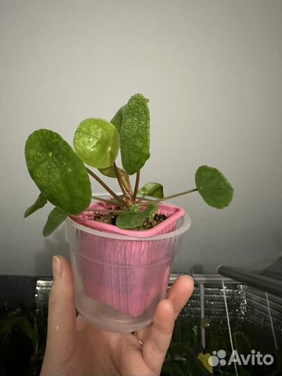 Пилея пеперомиевидная