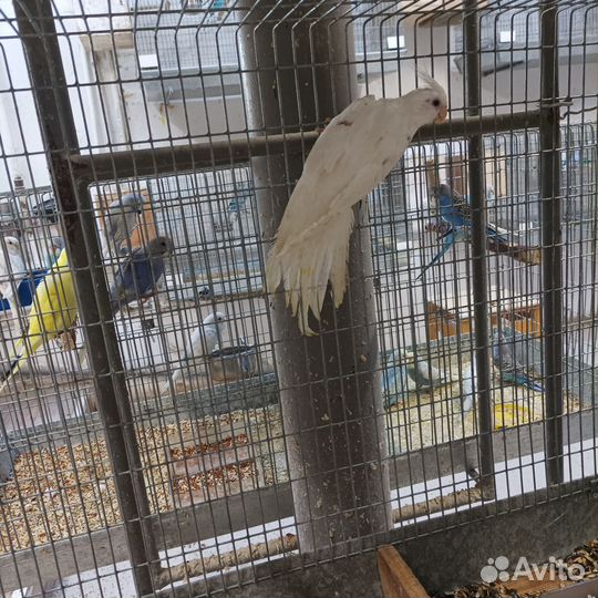 Попугай корелла птенец