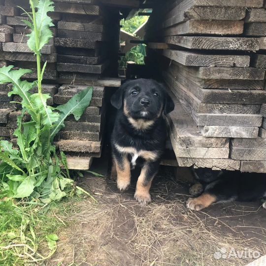 Щенки в хорошие руки