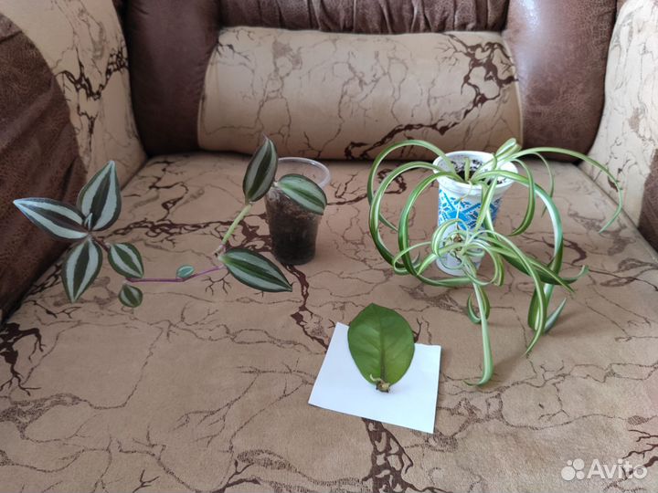 Комнатные растения, цветы