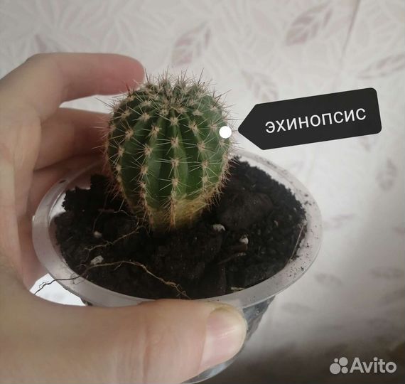 Кактусы и суккуленты