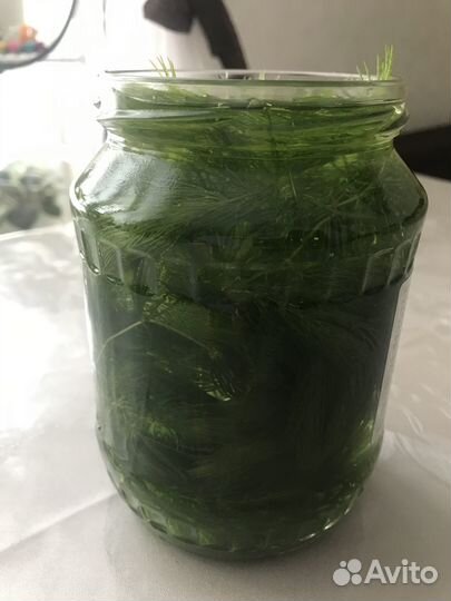 Роголистник в аквариум