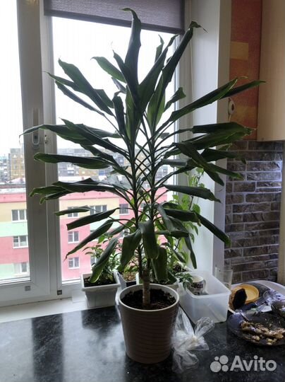 Пальма драцена