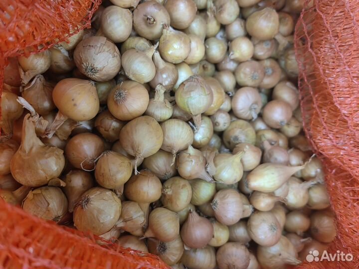 Лук севок штутгартен ризен чувашия