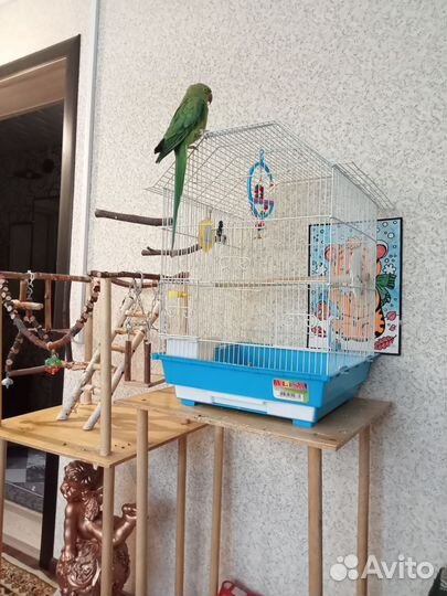 Ожереловый попугай