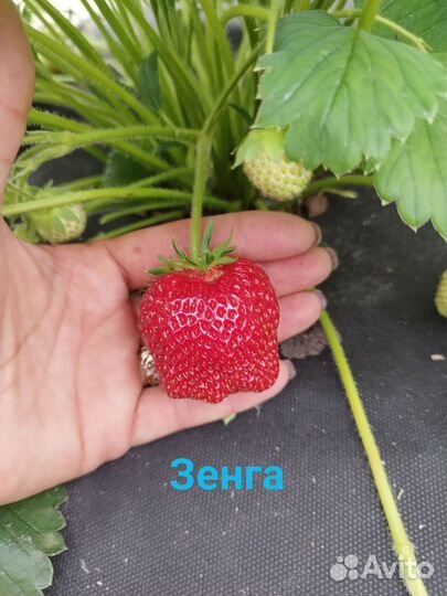 Усы клубники крупноплодных сортов
