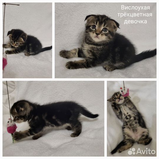 Вислоухие котята