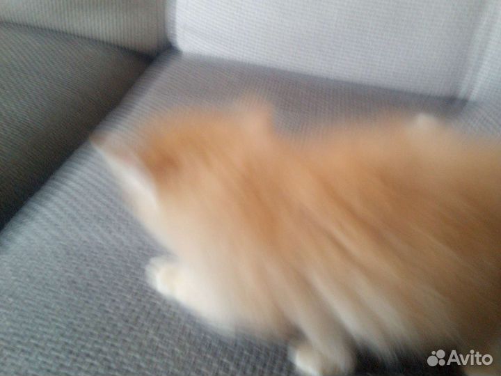 Кошка в дар бесплатно