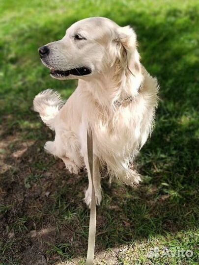 Вязка золотистого ретривера