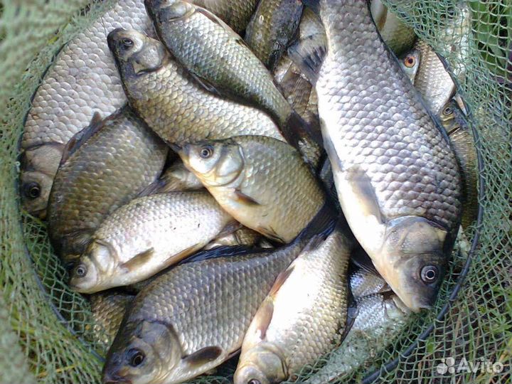 Речная рыба, карась