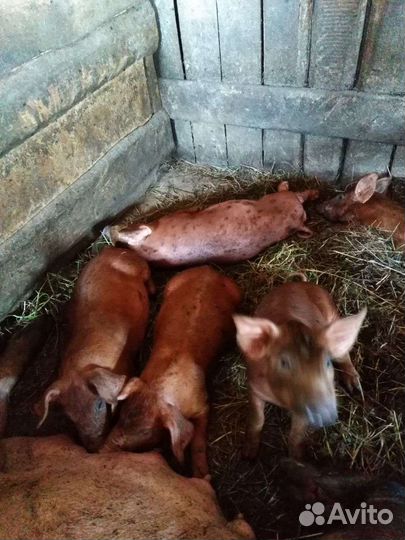 Поросята