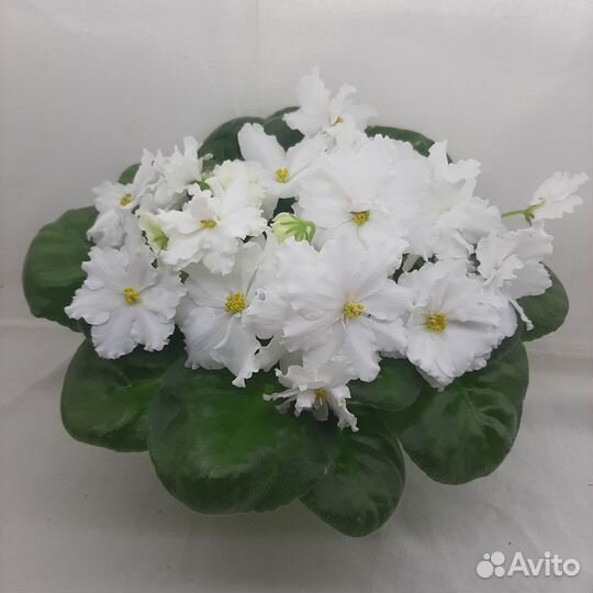 Фиалки, бегонии, стрептокарпусы