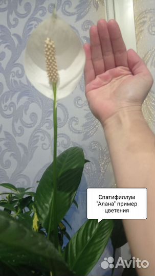 Спатифиллум 