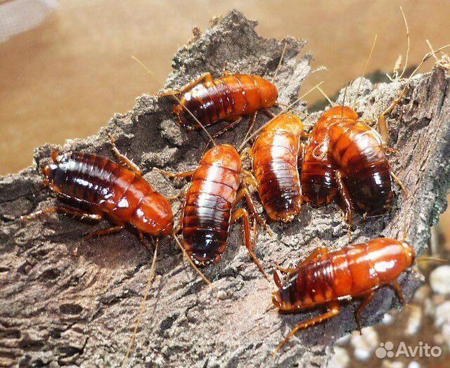 Туркменский таракан (shelfordella tartara)