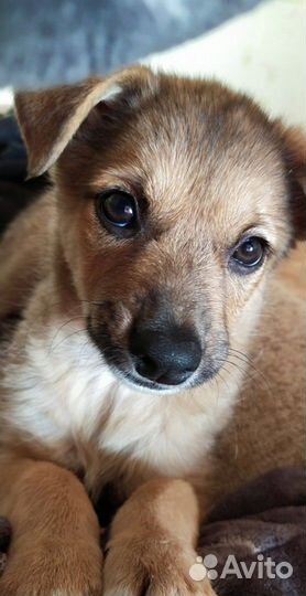 Квартирная передержка/зооняня для животных