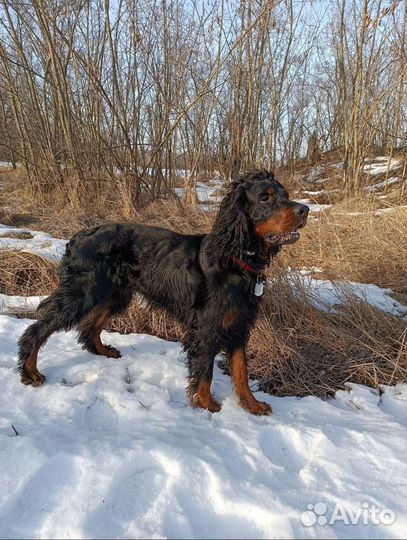 Шотландский сеттер