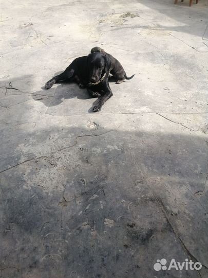 Домашние животные собаки щенки