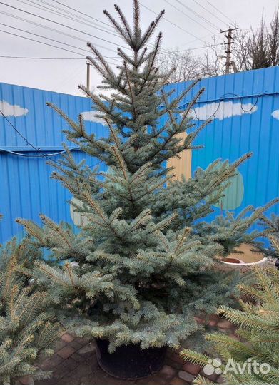 Ель голубая 0.8м