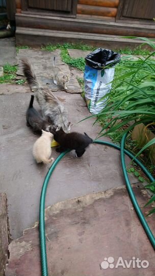 Кошка и котята в добрые руки. Бесплатно