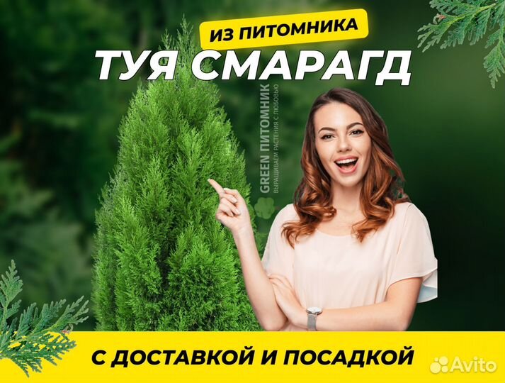 Туя сортовая Брабант, Смарагд,Колумна