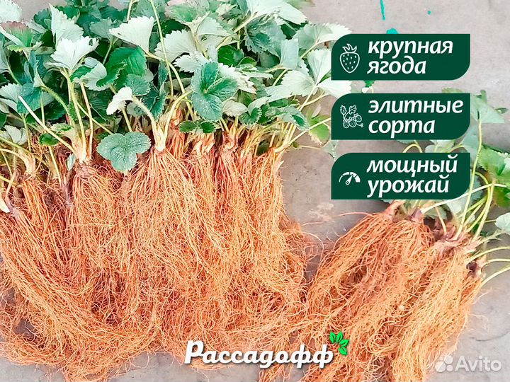 Рассада клубники. Опт от 64 шт