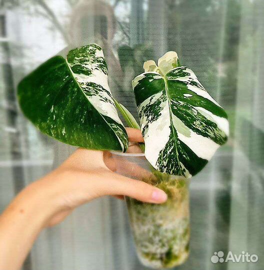 Монстера вариегатная Альба