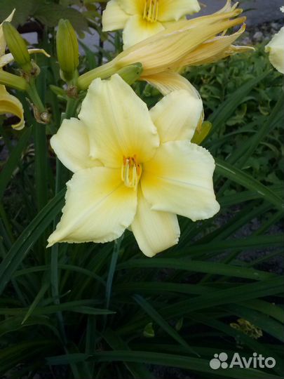 Лилейники, Флоксы