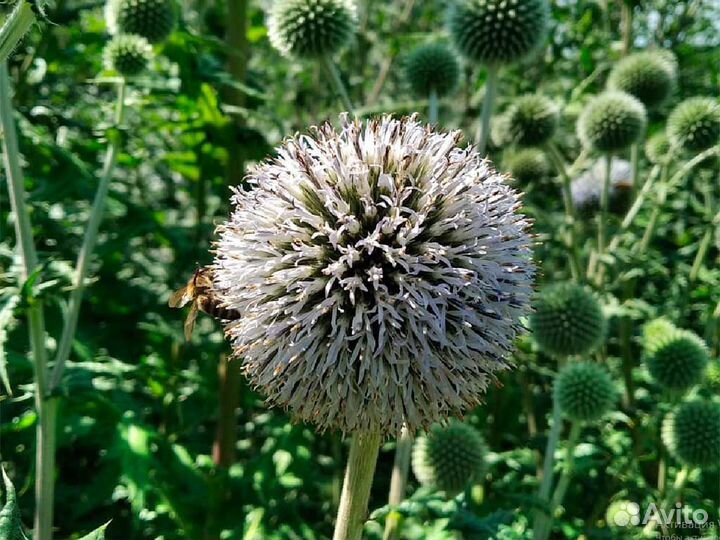 Мордовник шароголовый, семена 2023 года