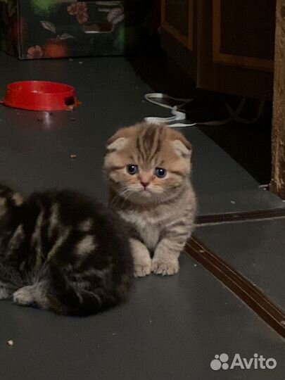 Шотландская