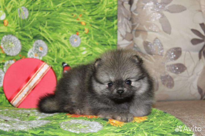 Померанский шпиц