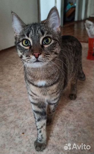 Кот Мурзик ищет дом