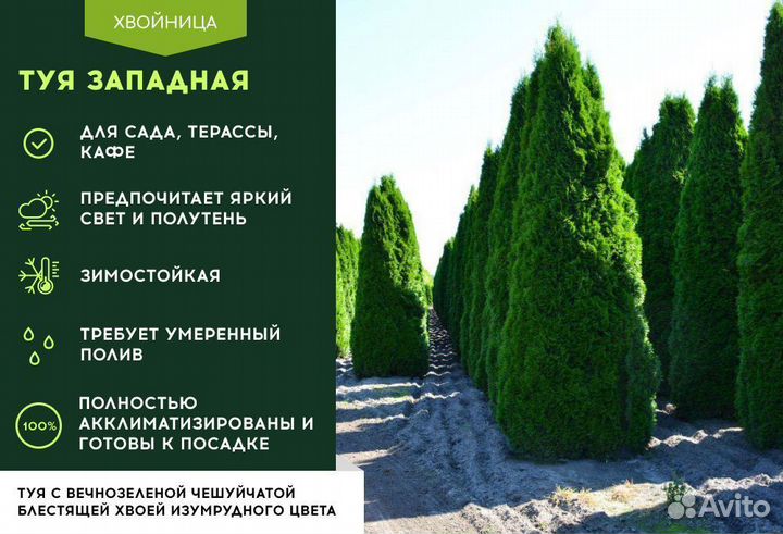 Туя
