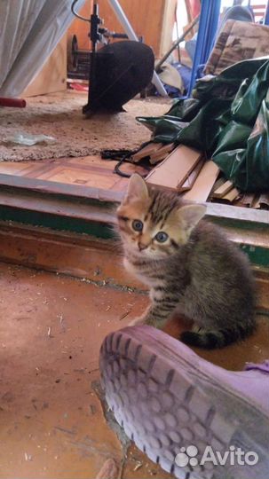 Котята в добрые руки бесплатно