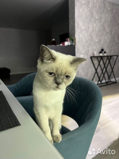 Кошка в добрые руки