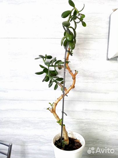 Толстянка или денежное дерево