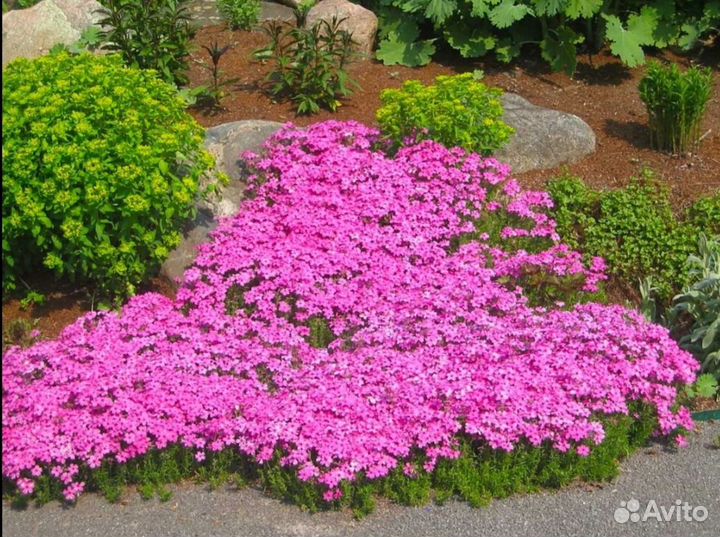 Флокс шиловидный ковер