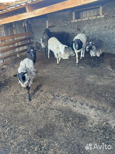 Продам овец,дорпер,романовская