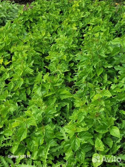 Сеянец шелковицы