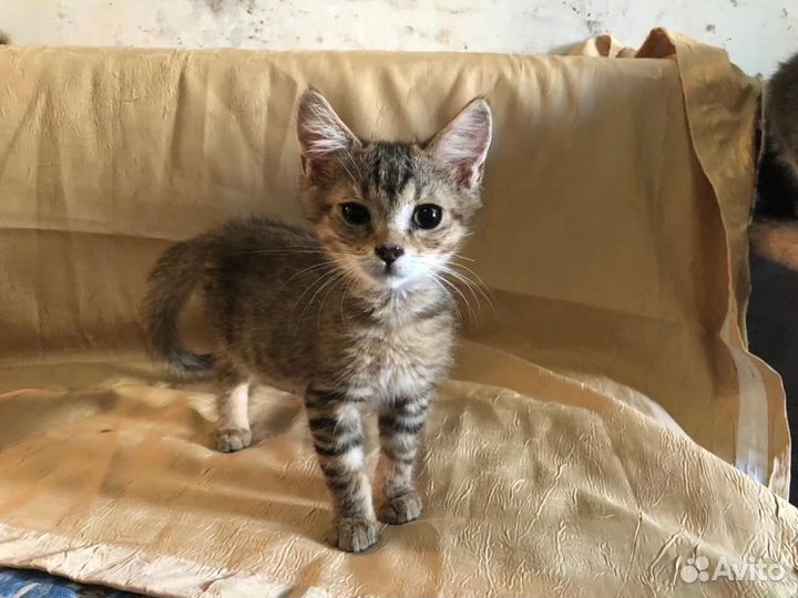 Котеночек