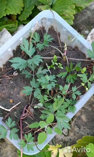 Почвопокровные растения