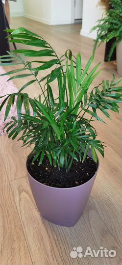 Пальма Хамедорея