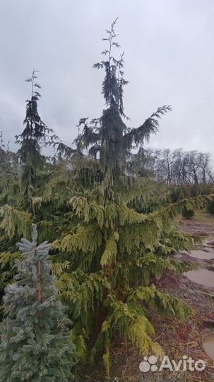 Кипарисовик нутканский 3м+