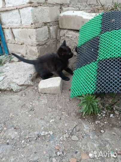 Отдают бесплатно котят