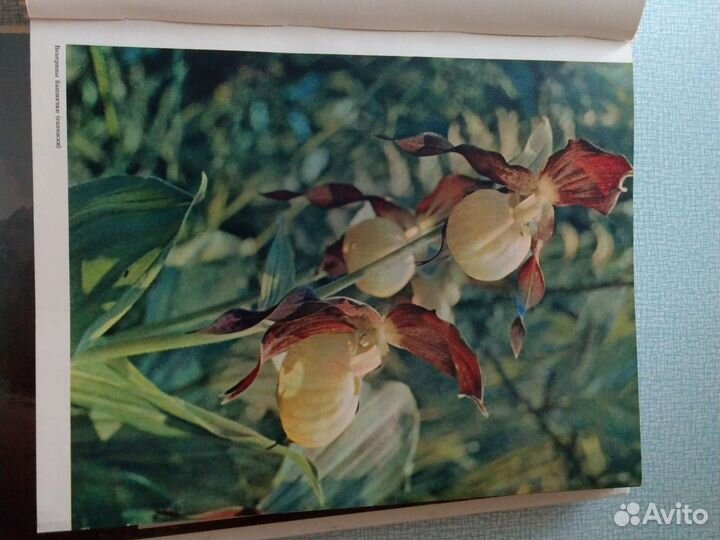 Природа Польши, Татры. Западная Словакия